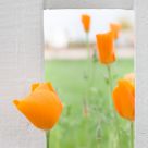 Poppy #2