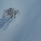 The trail