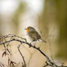Roodborst