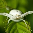 Crab spider