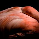 A Flamingo at Rest