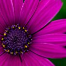 Purple Daisy