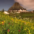 Wild Flowers
