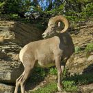 Rocky Mountain Big Horn