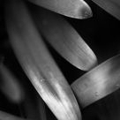 Deep Leaves