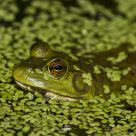 Wallowing in the swamp.