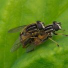 Mating flies