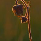 Water Avens
