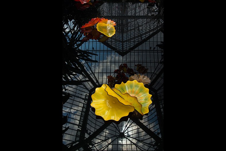 Glass Water Lilies