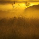 Damp meadow
