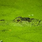 Gator Green