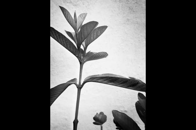 Dancing Plant