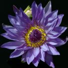 Waterlily