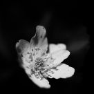 Flower 01