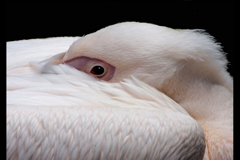 Pelican