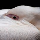 Pelican