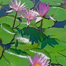 Water Lilies