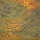 Wheat Fields