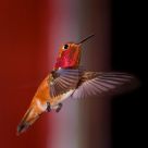 Hummingbird in flight