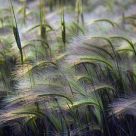 Pinkish wheat tips