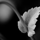 Leaf 03