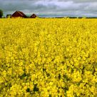 Blooming field of colza