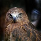 Red Falcon