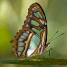 Malachite