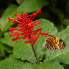 Butterfly Dining on Nectar