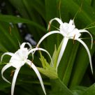 Exotic flowers
