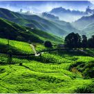 Morning Scenery of Tea Plantation
