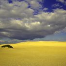 The Dunes