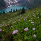 Alpine Lake and purple Fleabane