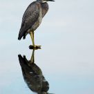 Bird resting