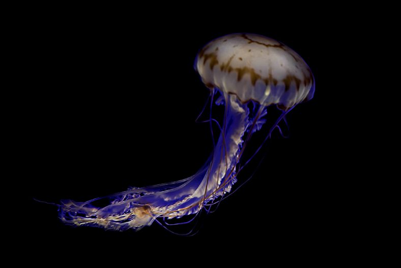 Jellyfish, Monterey CA, Aquarium