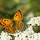 Butterfly in the mountains