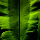 Palm Leaf with Feather Pattern.
