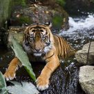 Tiger bathing