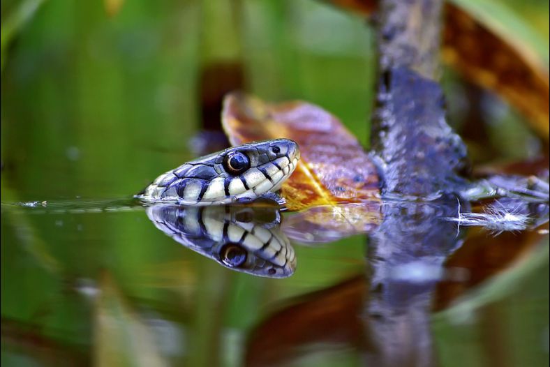 snake