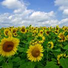 Brighten Your Day!