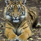 Tiger cub