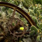 Cactus Flower