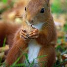 A squirrel is tasting a nut