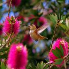 A Hummingbird's World