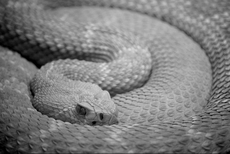 Serpent