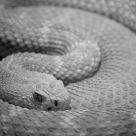 Serpent
