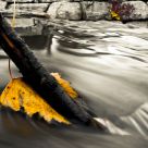 Fall