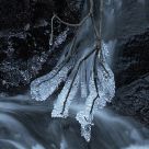 Iceladen