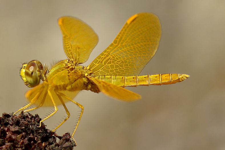 Golden Wings