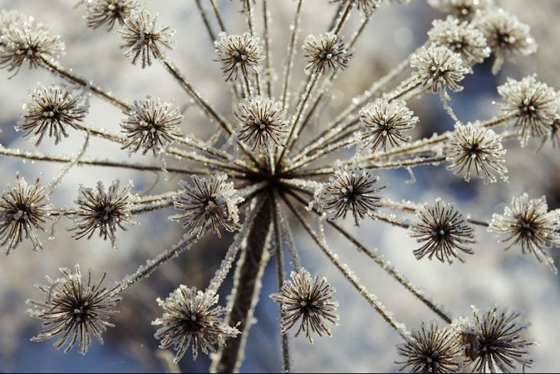 Frost